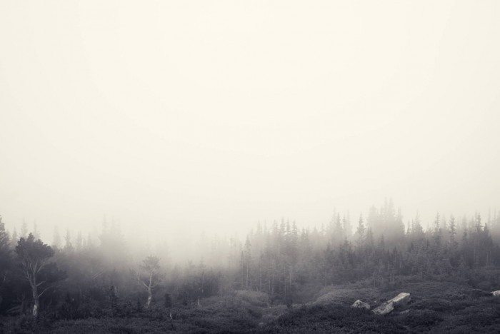 Ubuntu 14.04 - Foggy Forest - Jake Stewart